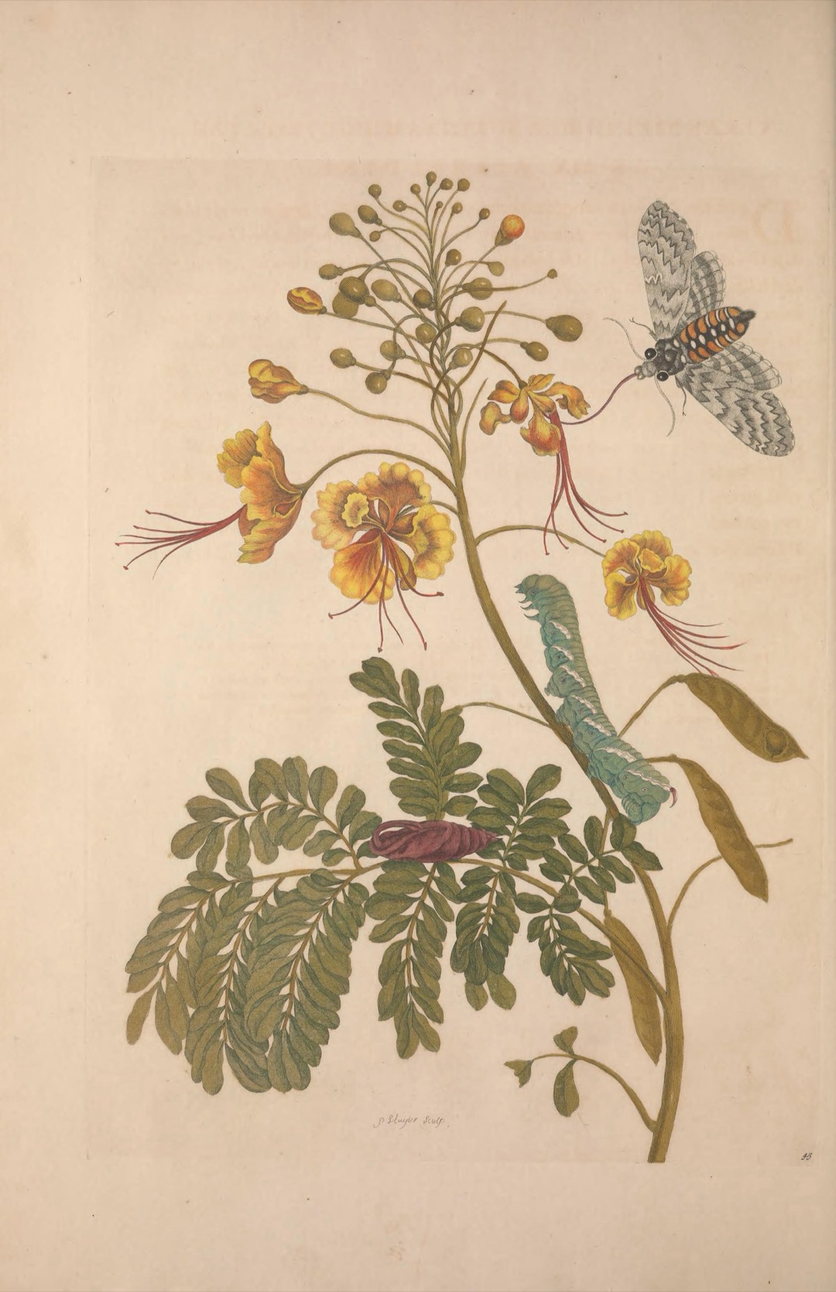 Metamorphosis Insectorum Surinamensium Plate 45, 공작화와 박각시