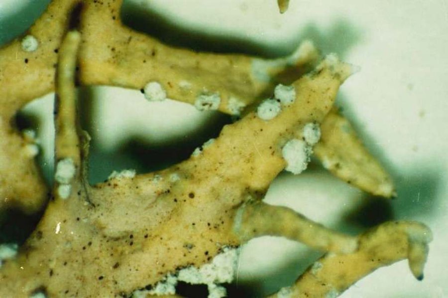 오크모스(Evernia prunastri) 근접 사진