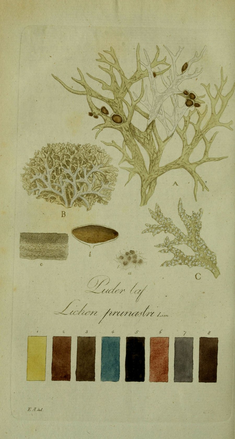 요한 페테르 베스트링, Lichen prunastri 도판, 1806